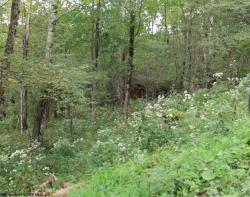 Lot 31 Meadows High Mountain