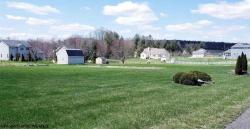 Lots 8 and 9 Gelding