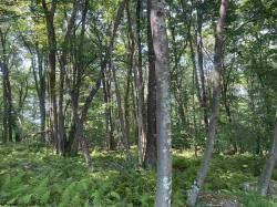 Lot 116 & 117 Teaberry