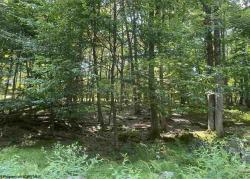 Lot 98 Alpine Goldenrod