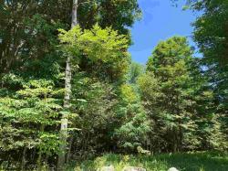 Lots 11 & 13 Cherry Wood