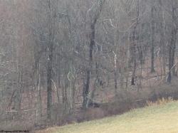 TBD Glade Run