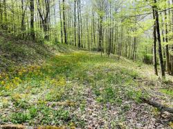 SERENE Drive Lot 20