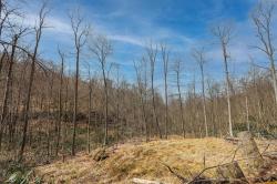 Lot 21 Snake Hill