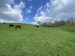50 Acres MOL Five Forks